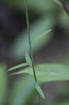 Boykin's milkwort